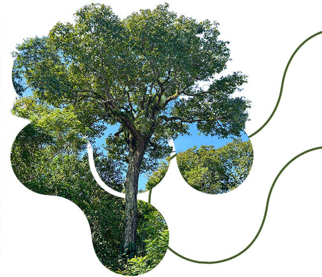 arvore projeto bioeconomia3