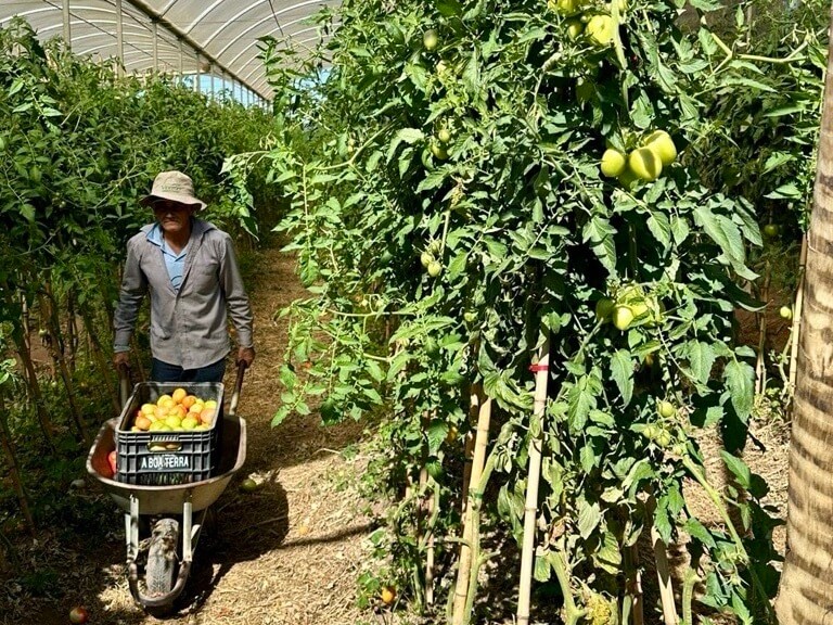 Sítio A Boa Terra (homem carregando tomates que colheu)