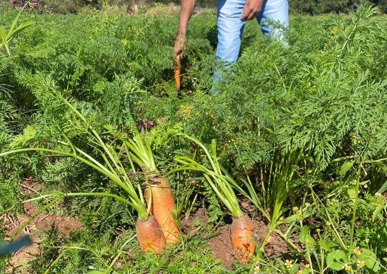 colheita de cenouras organicas no sitio a boa terra
